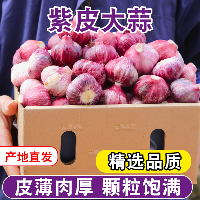 紫皮大蒜
