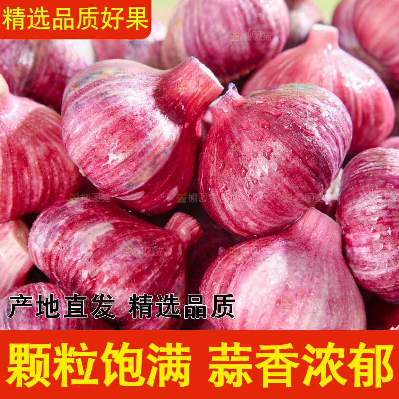 紫皮大蒜