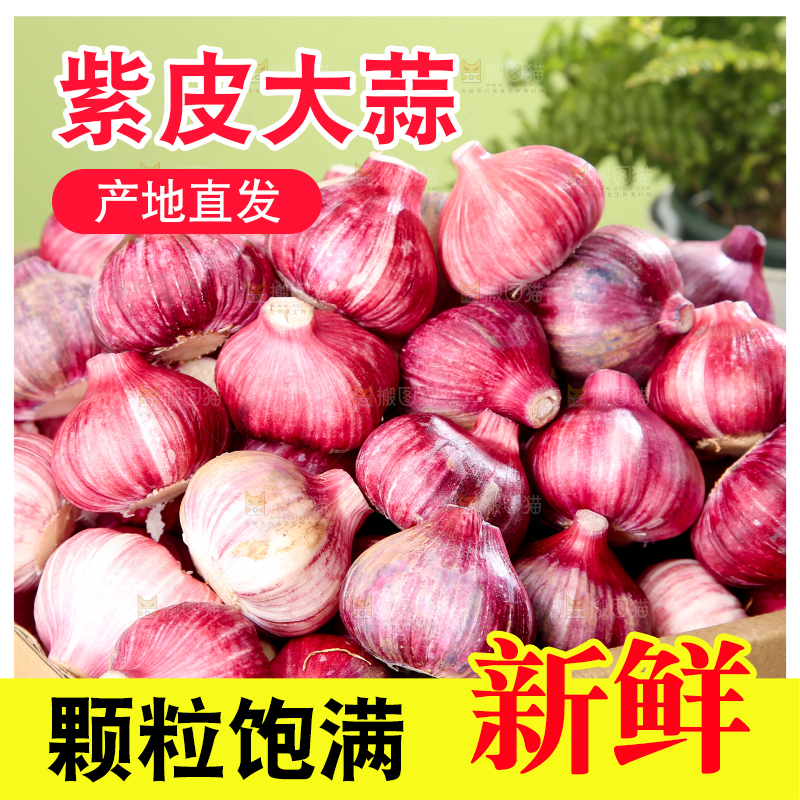 紫皮大蒜