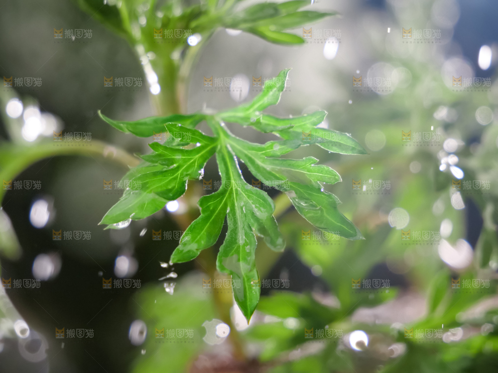 艾草