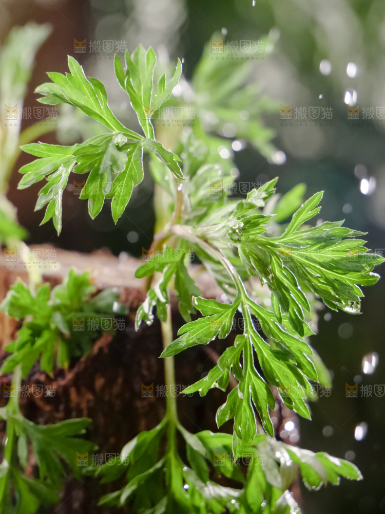 艾草