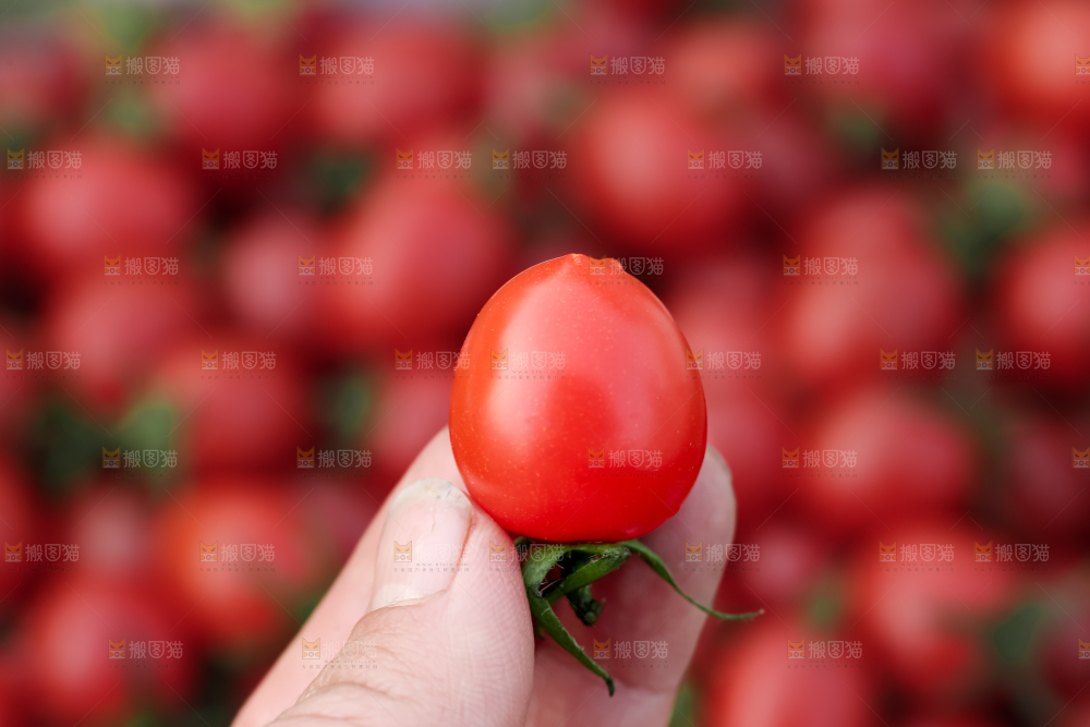 玲珑小番茄