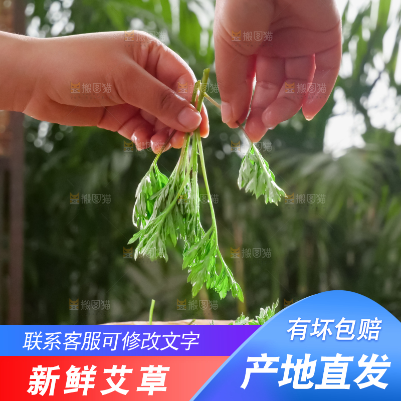 艾草