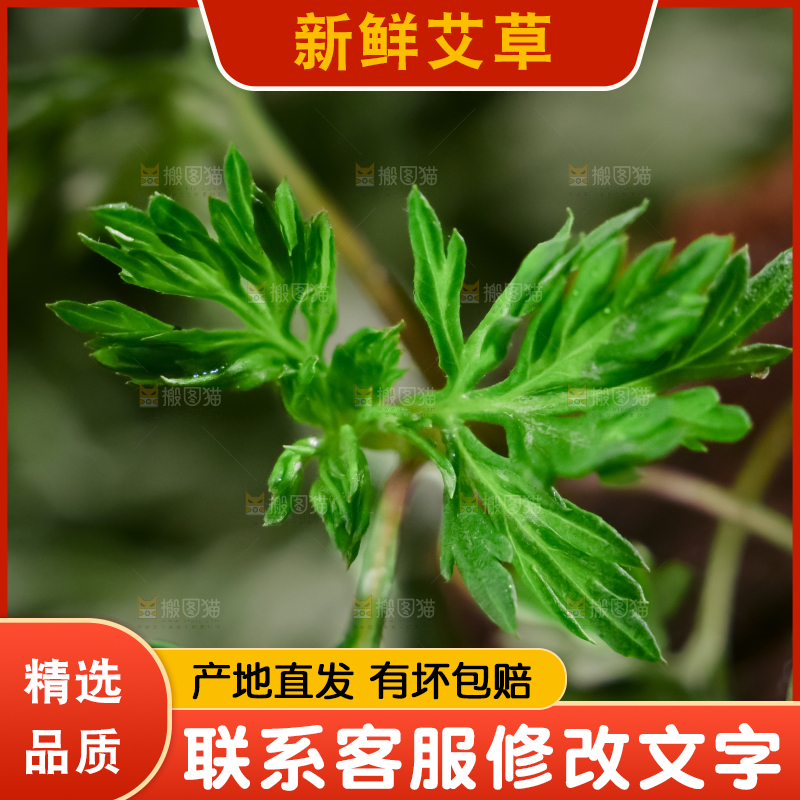 艾草