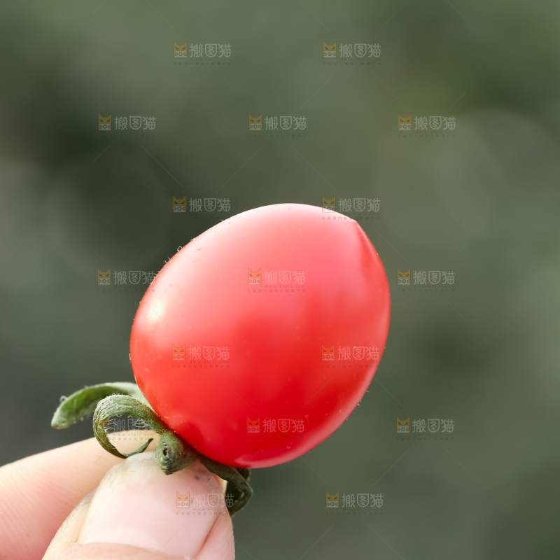 玲珑小番茄