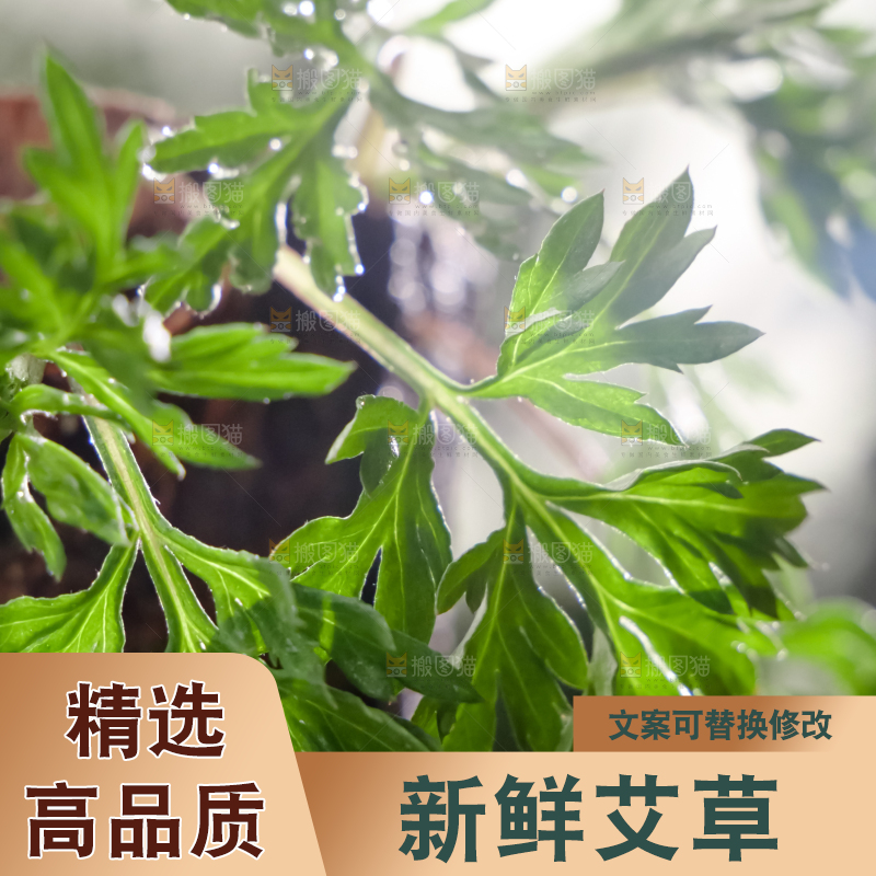 艾草