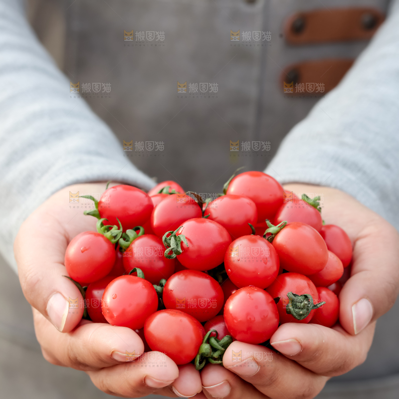 玲珑小番茄