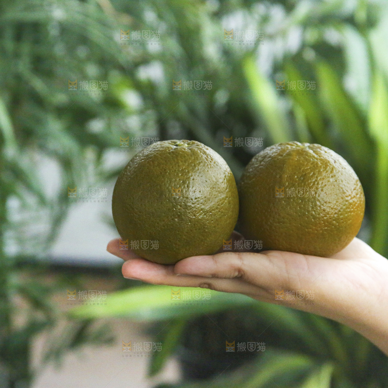 巧克力橙