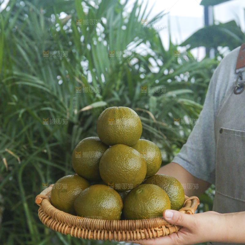 巧克力橙