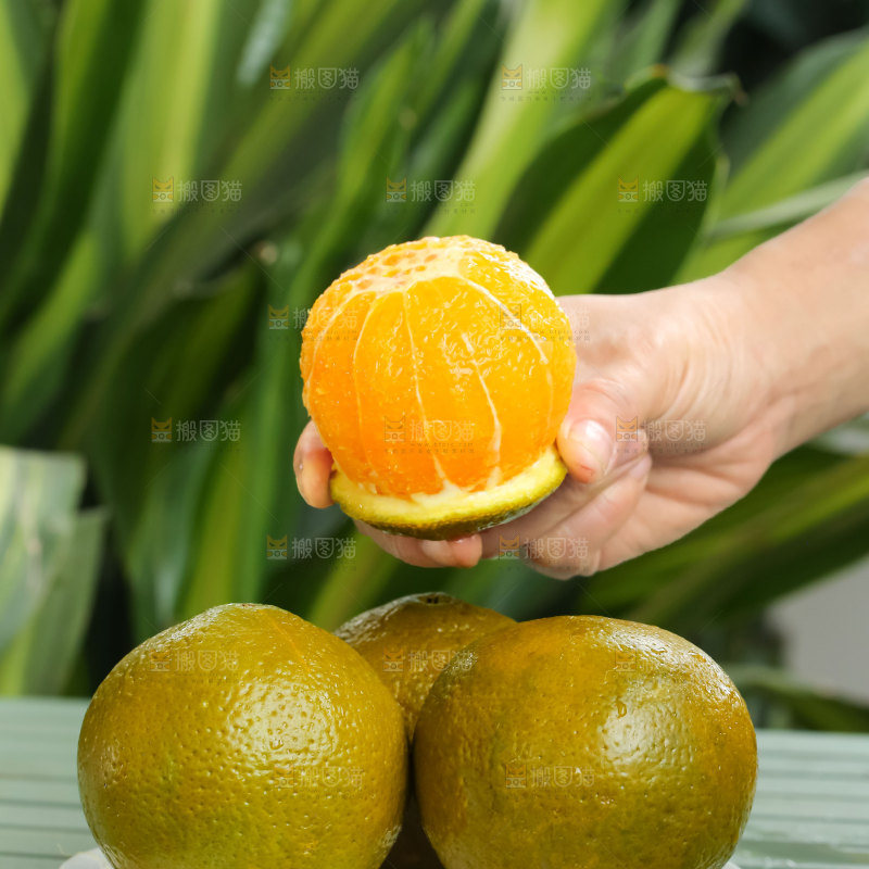 巧克力橙