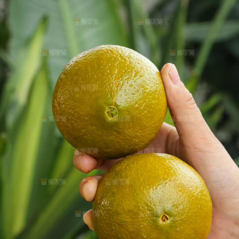 巧克力橙