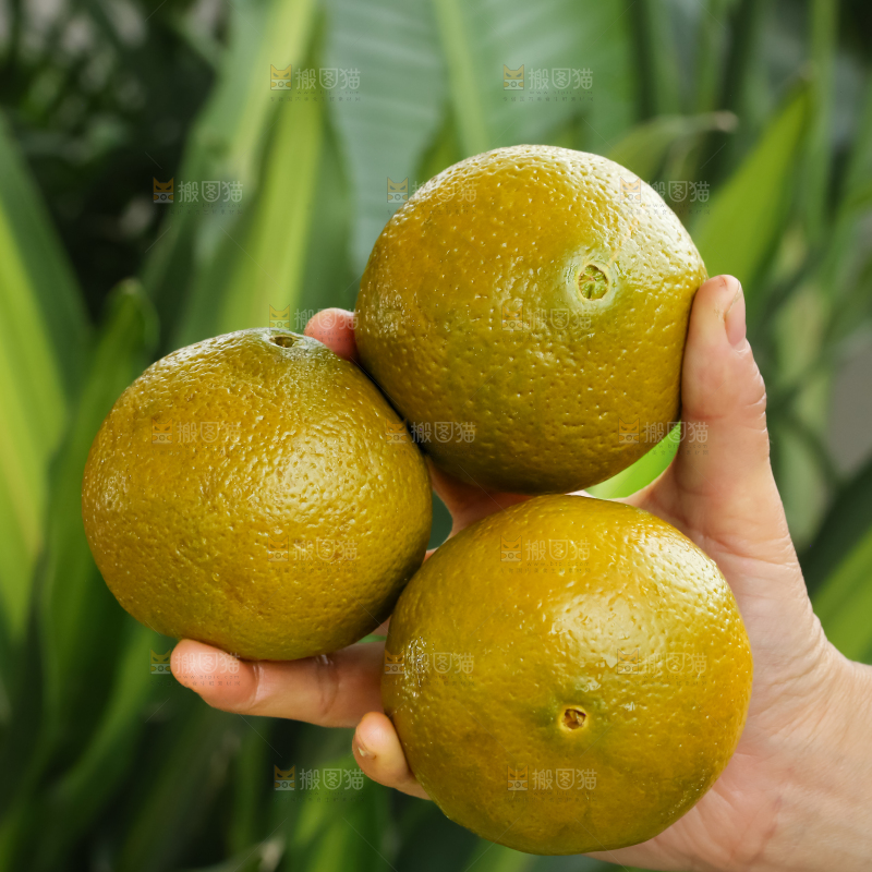 巧克力橙