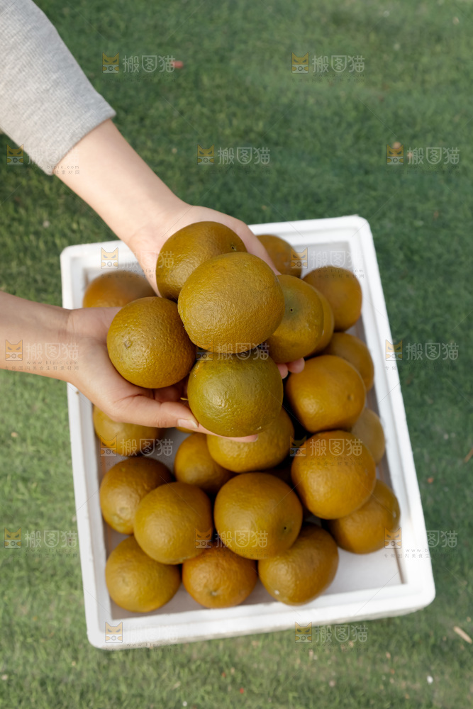 巧克力橙