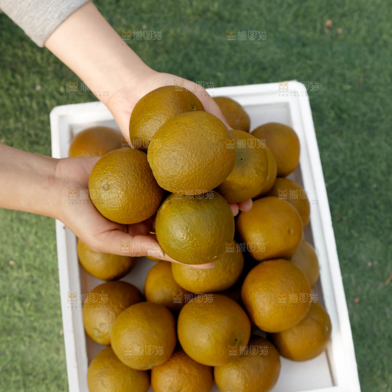 巧克力橙