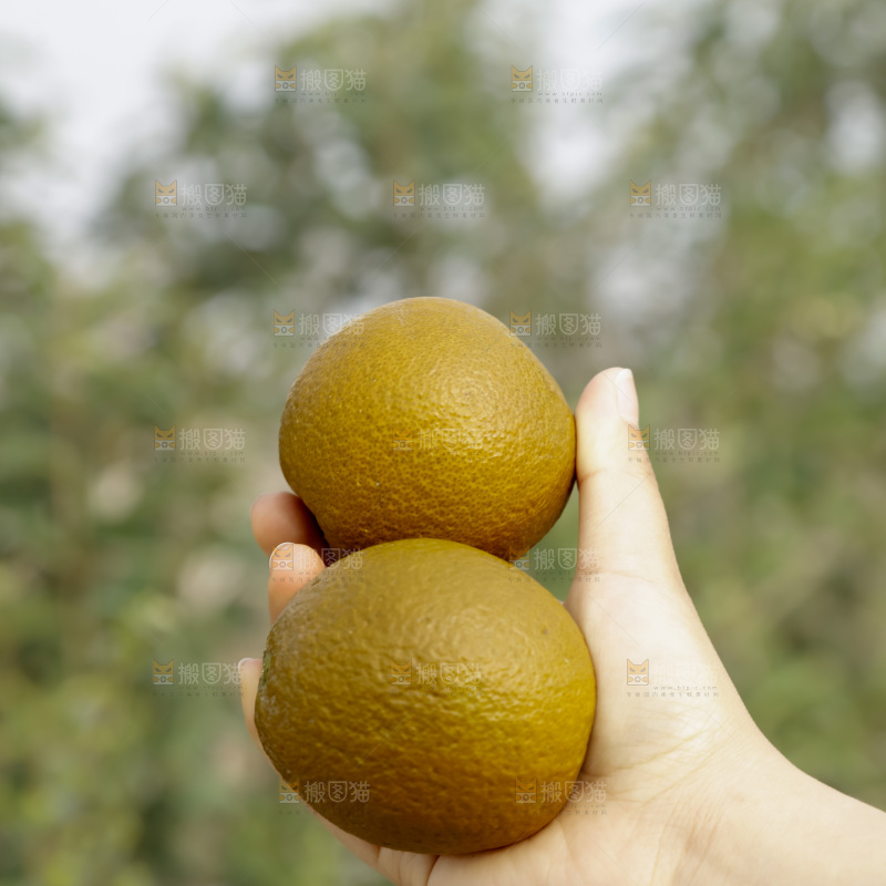巧克力橙