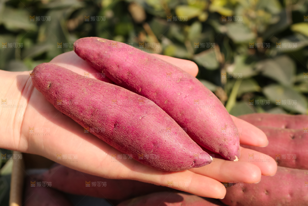 小香薯