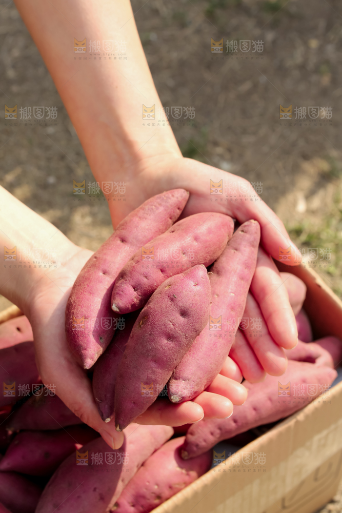 小香薯