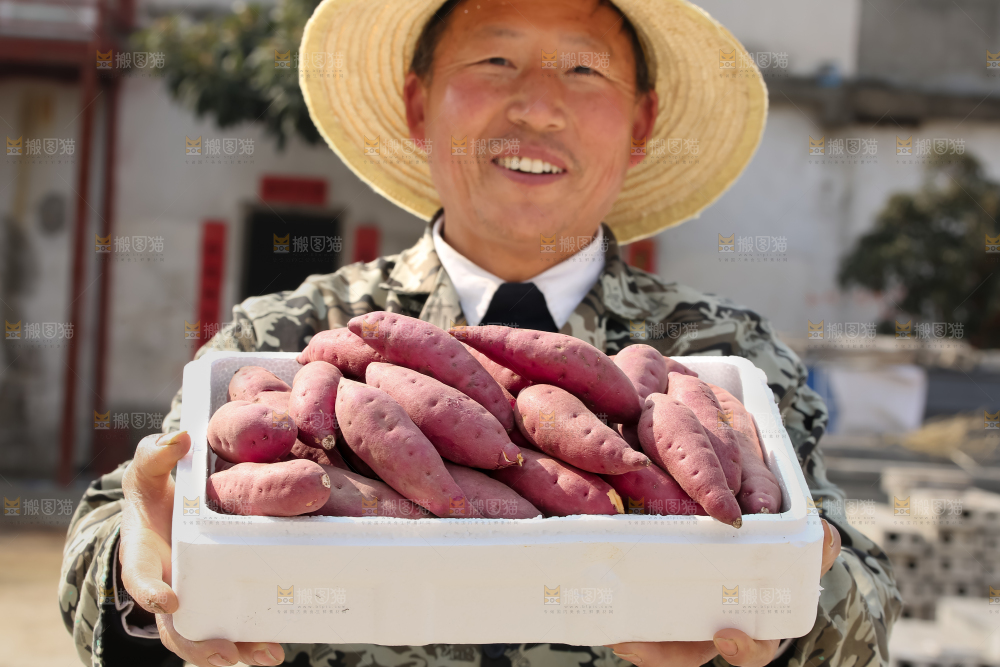 小香薯