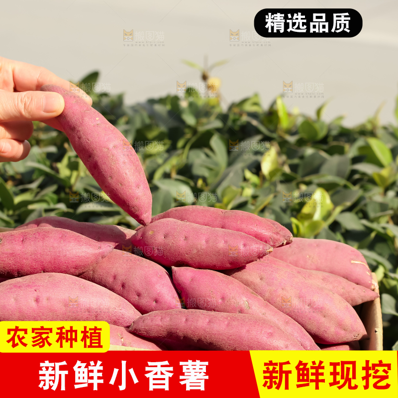 小香薯