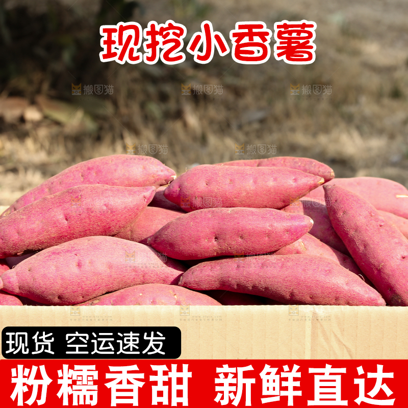 小香薯