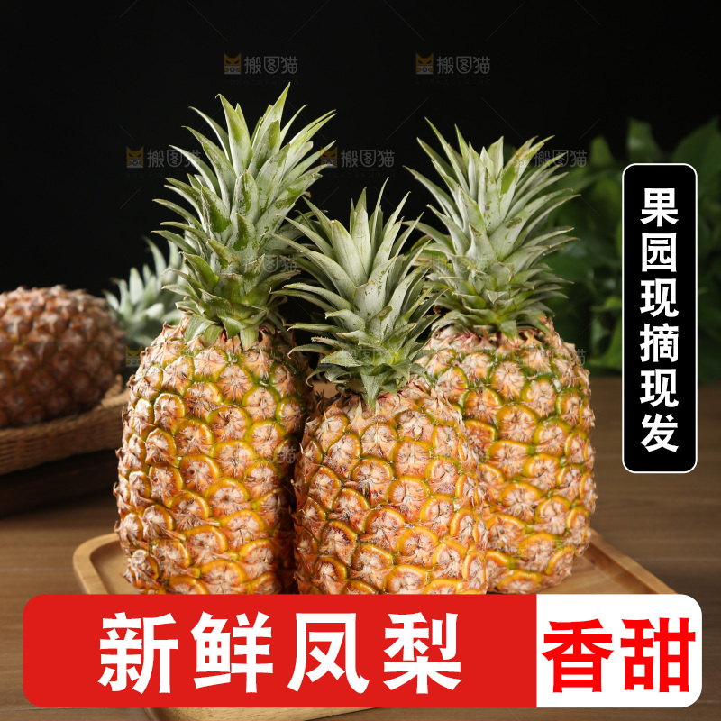 金钻凤梨