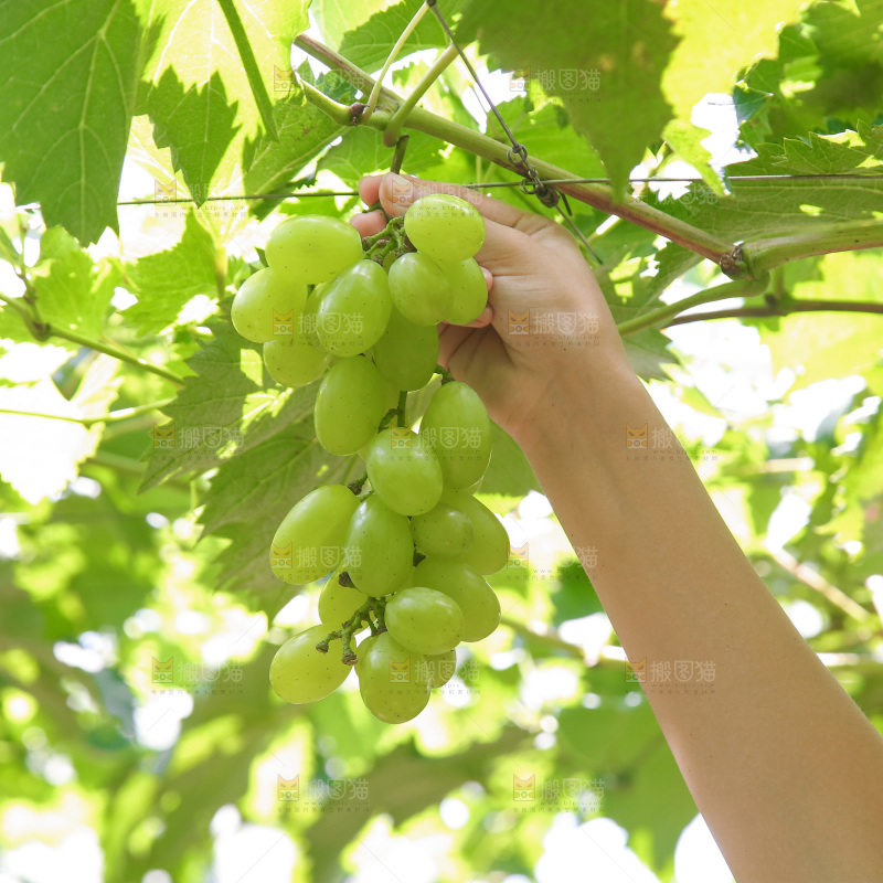 澳洲青提