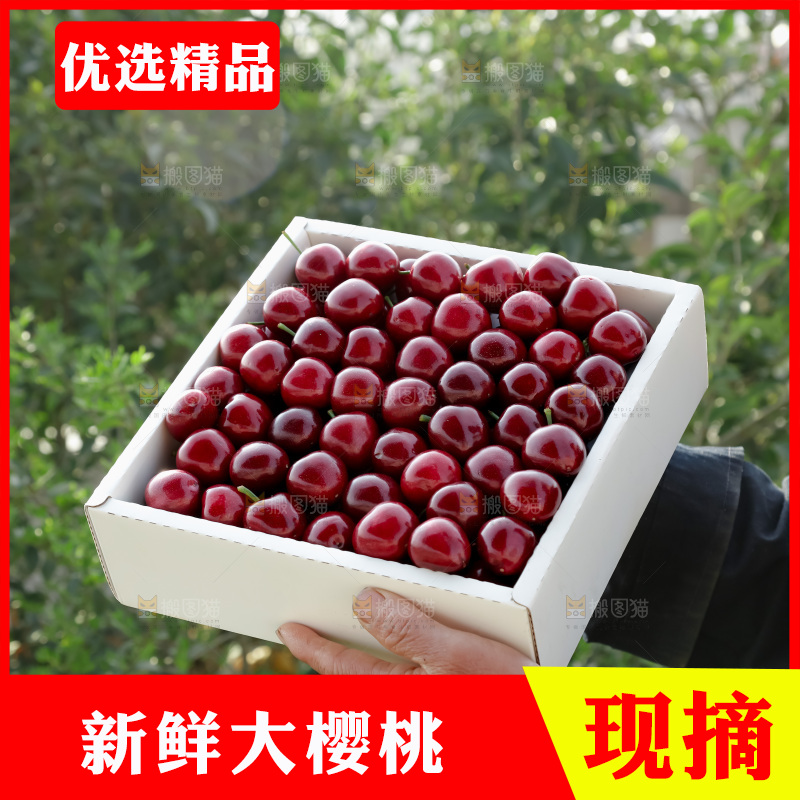 大樱桃