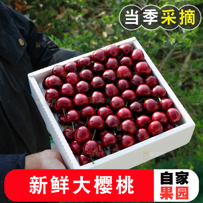 大樱桃