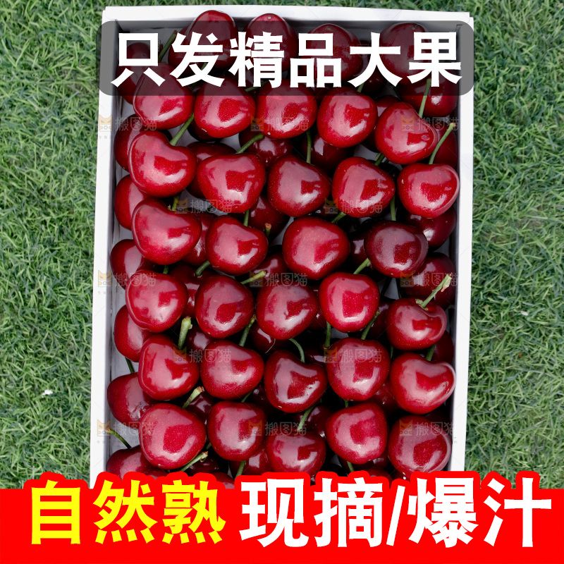 大樱桃
