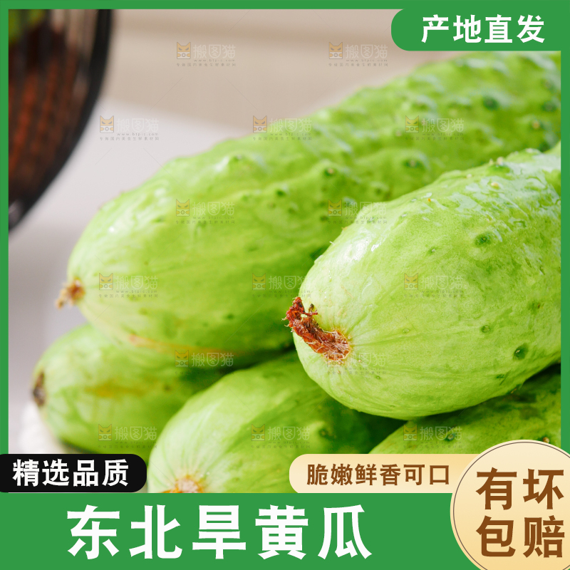 旱黄瓜