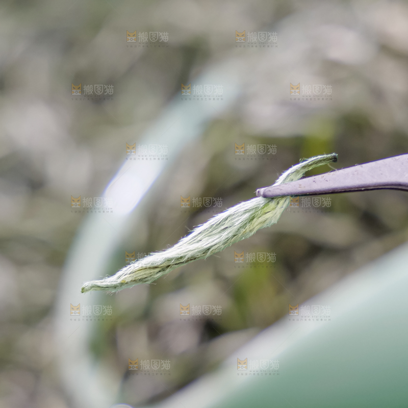 毛尖茶
