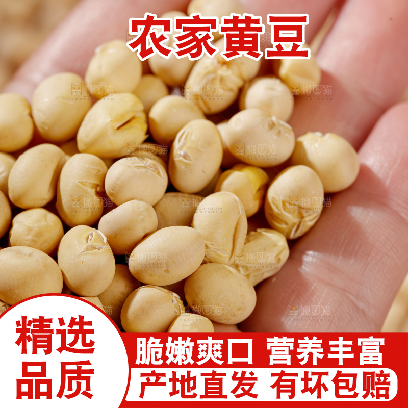 黄豆