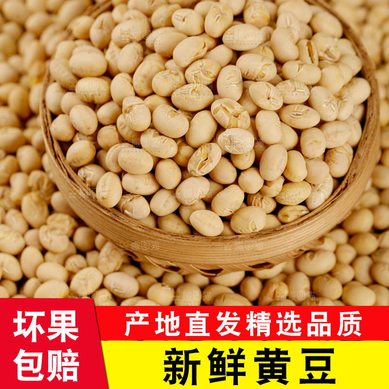 黄豆
