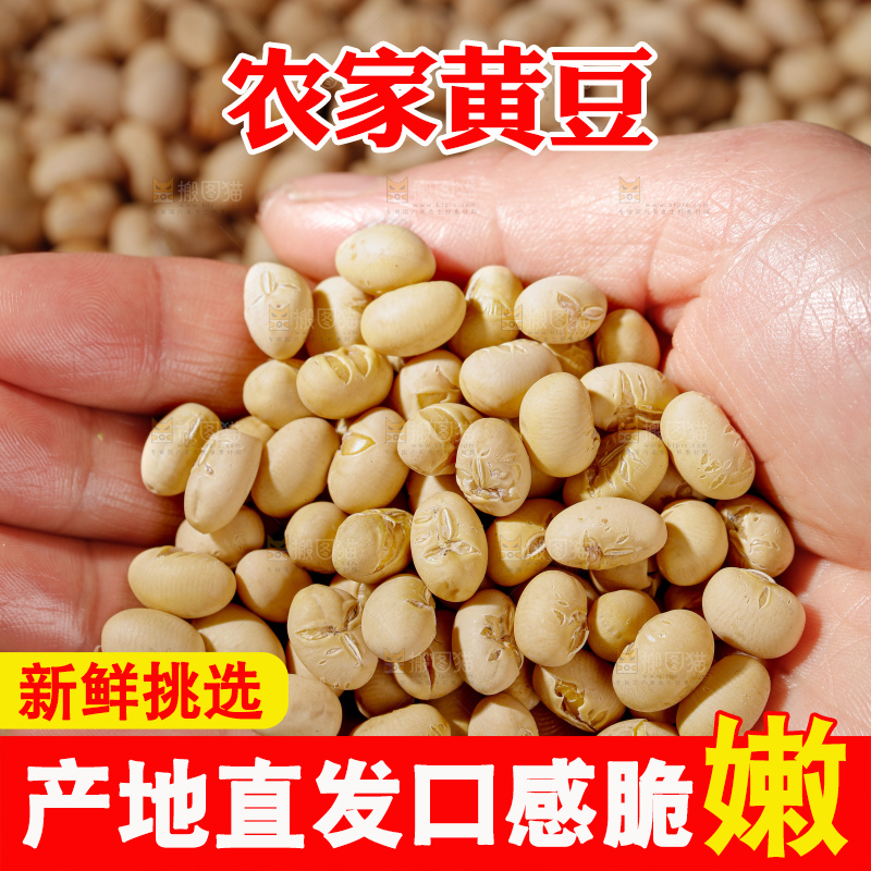 黄豆