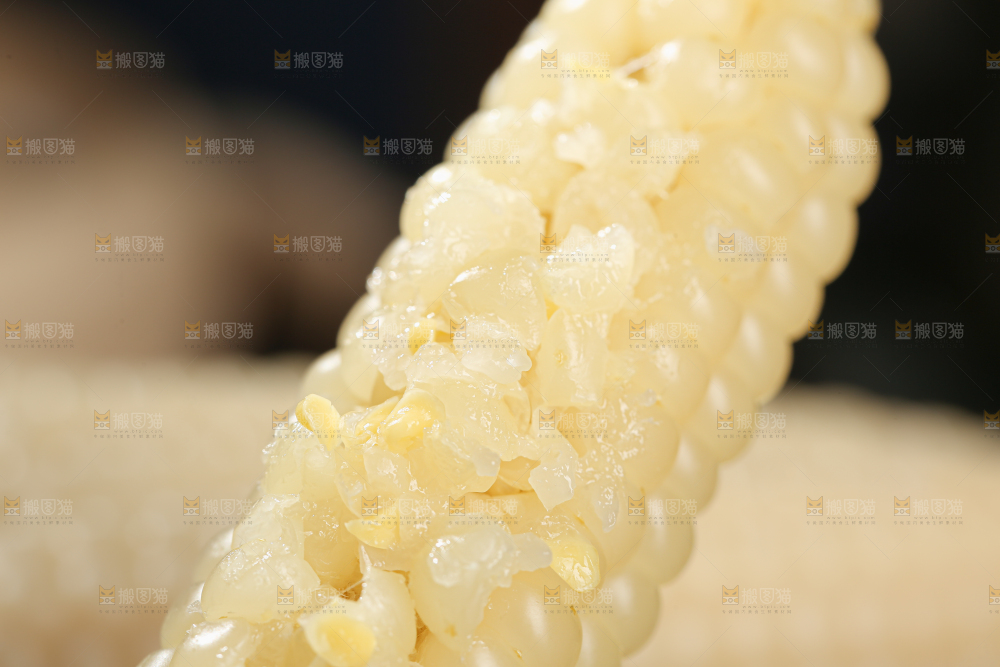 拇指玉米