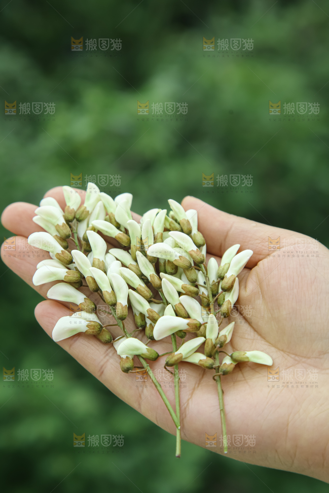 槐花