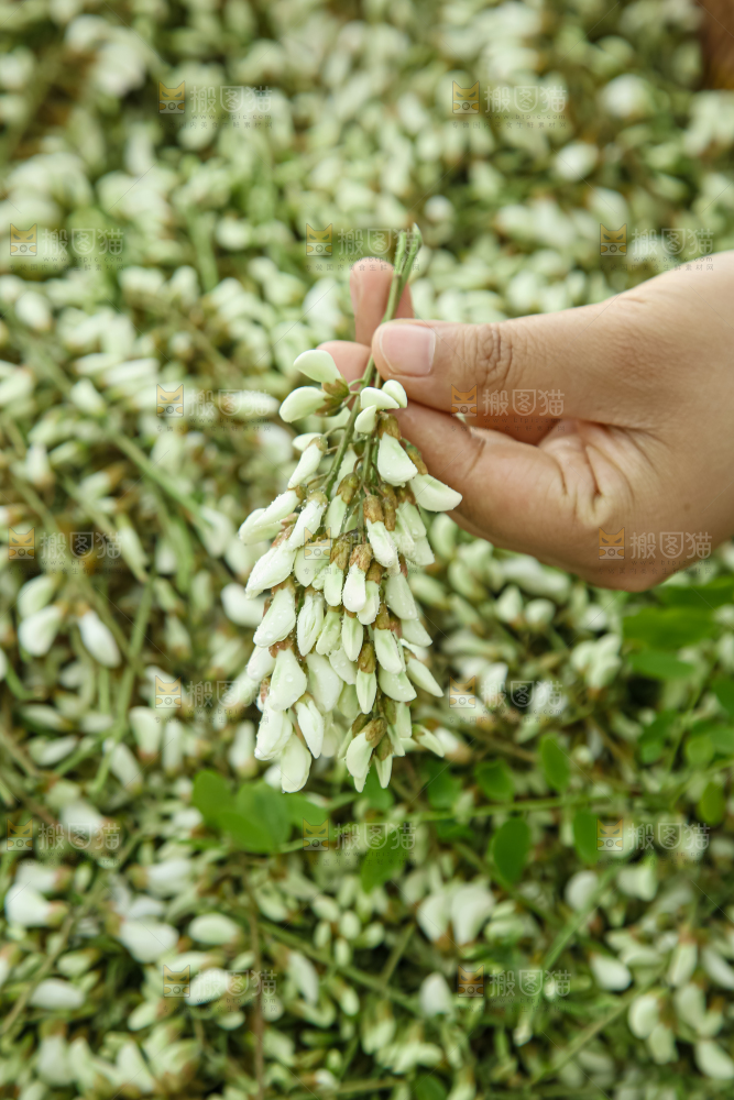 槐花