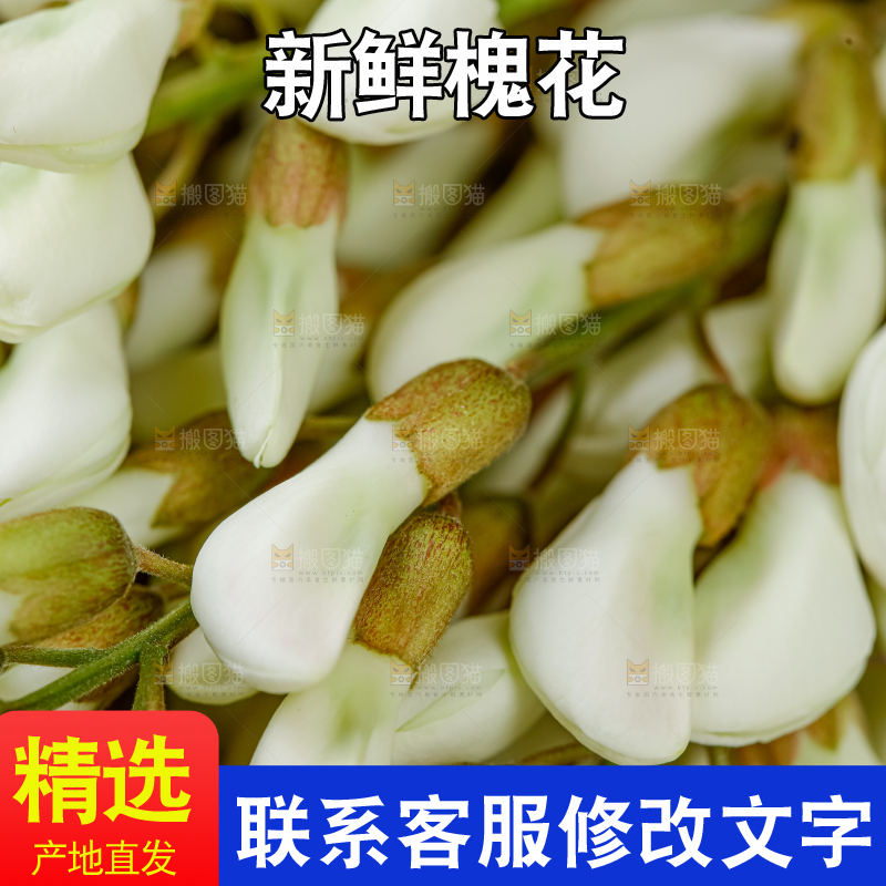 槐花