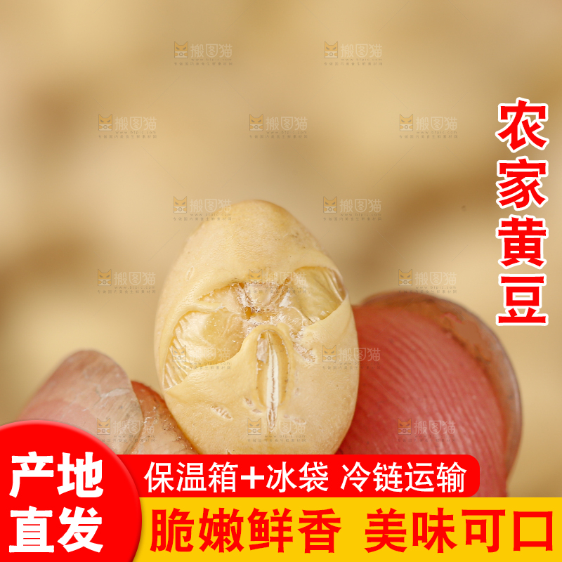 黄豆