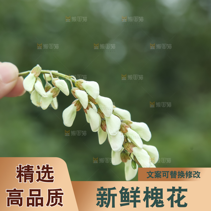 槐花