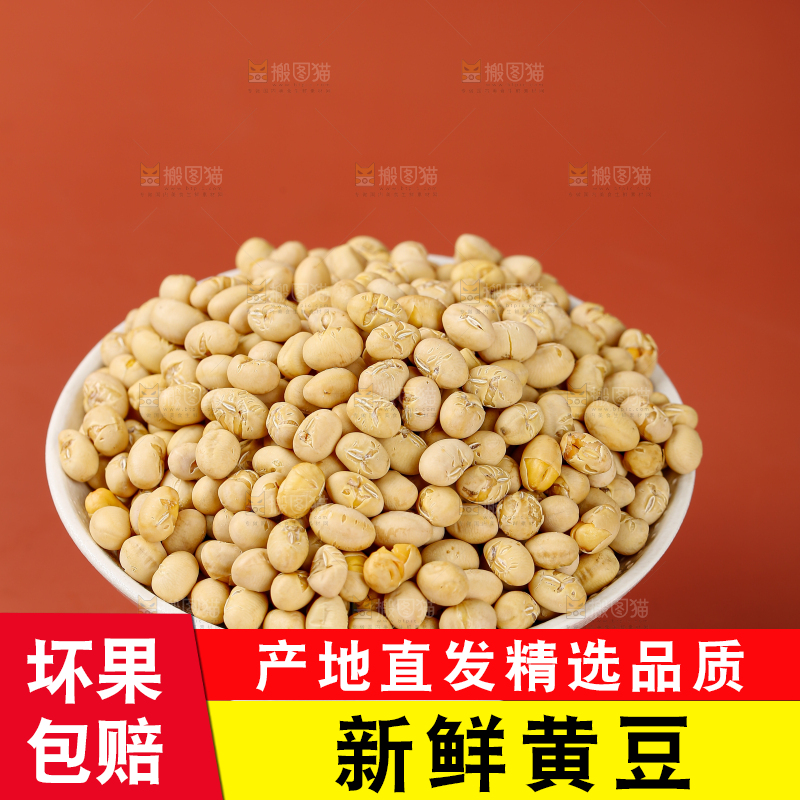 黄豆