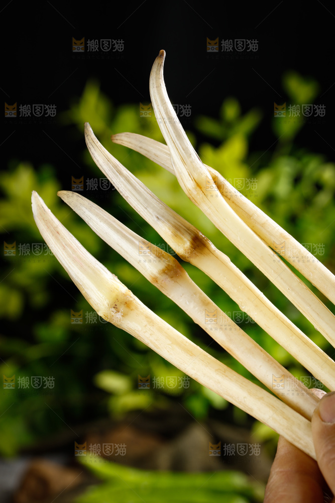 藕带