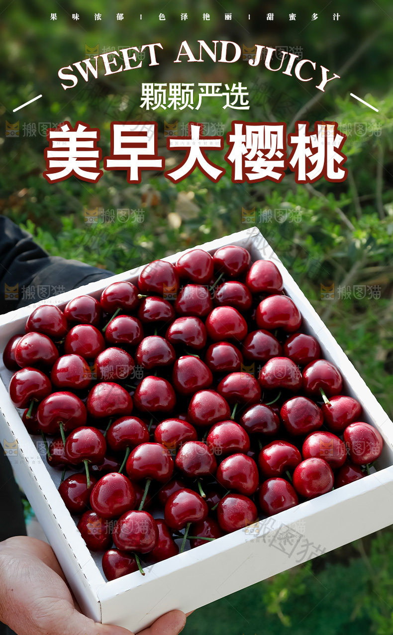 山东大樱桃详情页