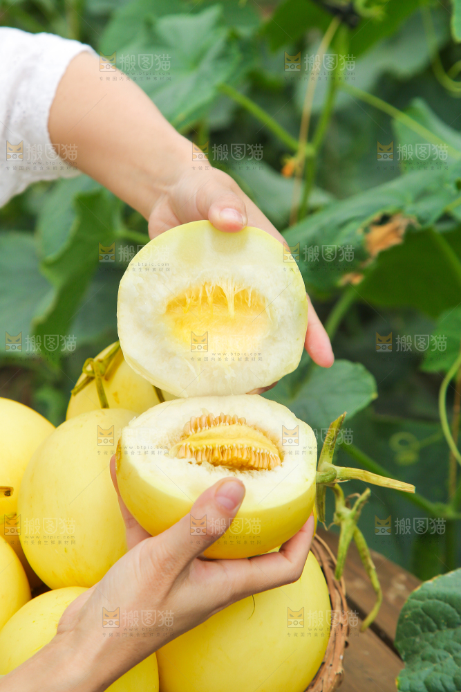小蜜蜂甜瓜