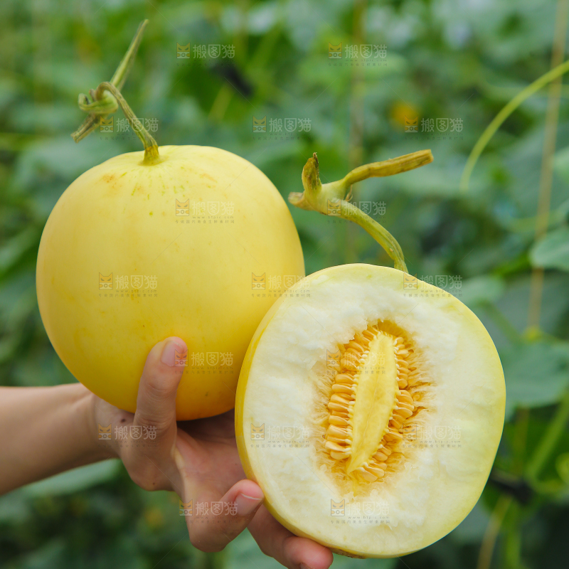 小蜜蜂甜瓜