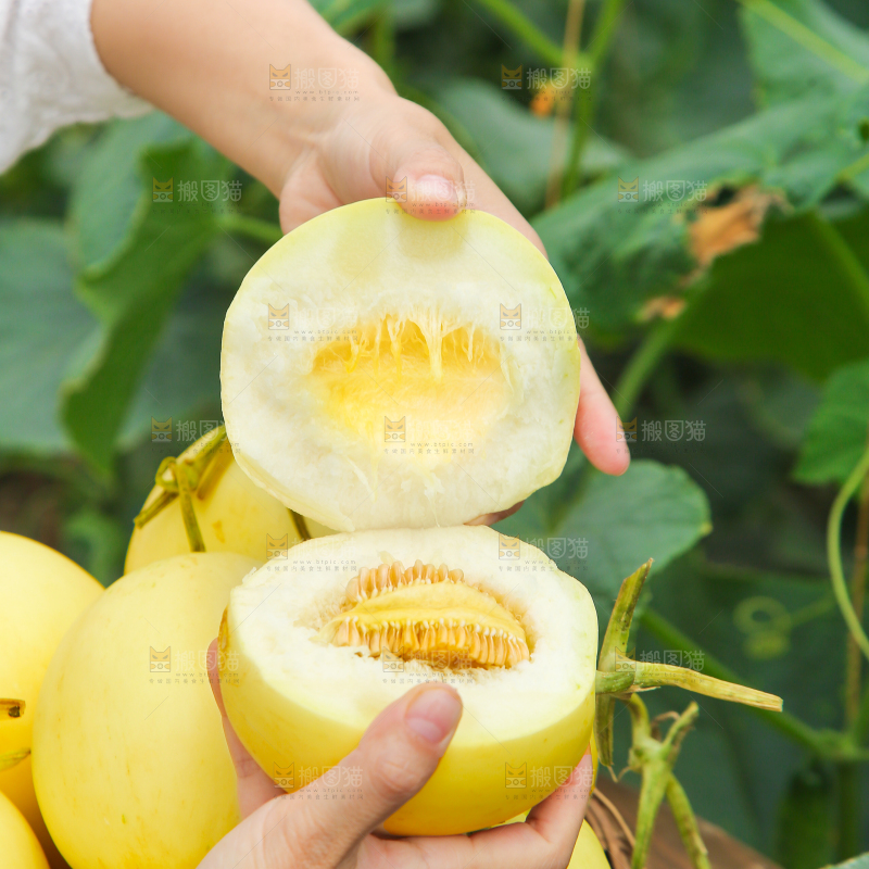 小蜜蜂甜瓜