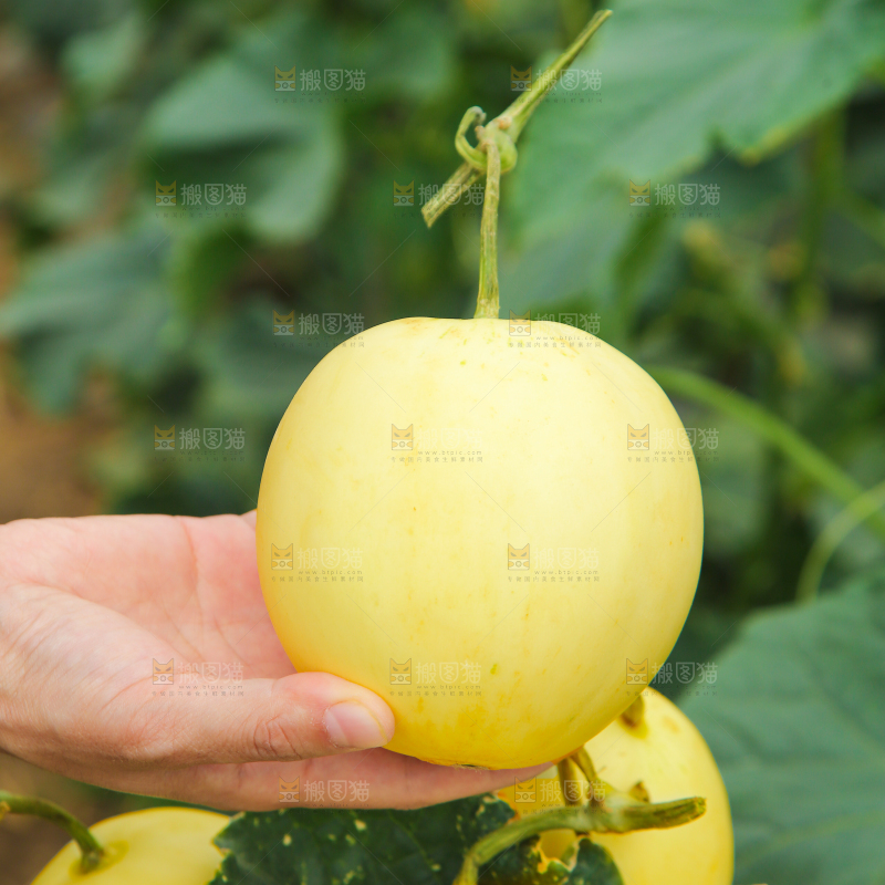 小蜜蜂甜瓜