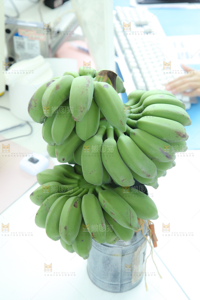水培香蕉