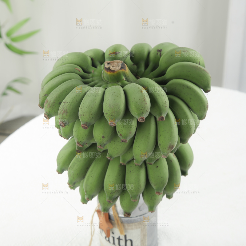 水培香蕉