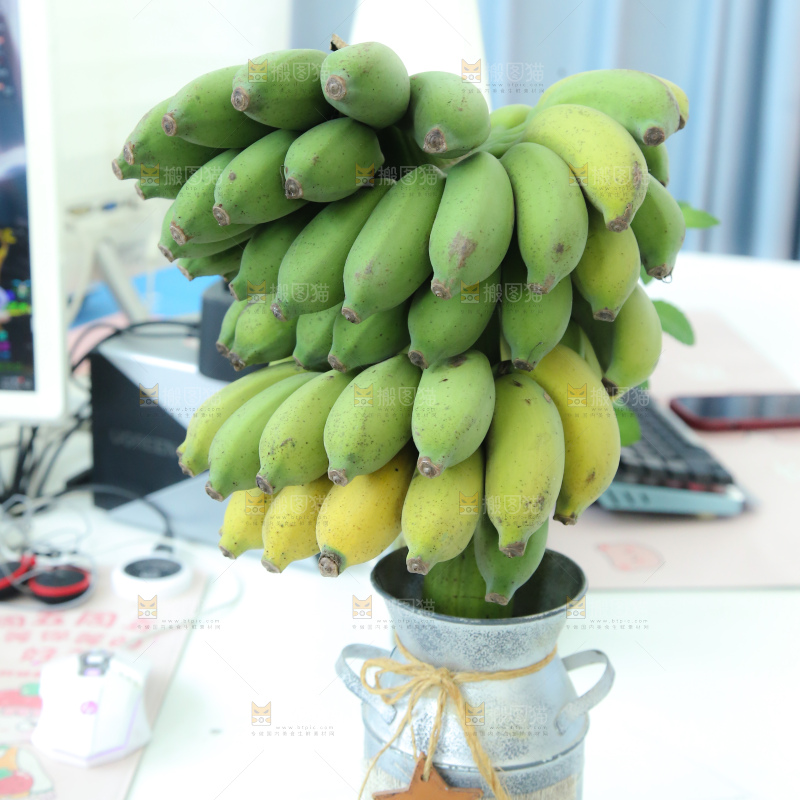 水培香蕉